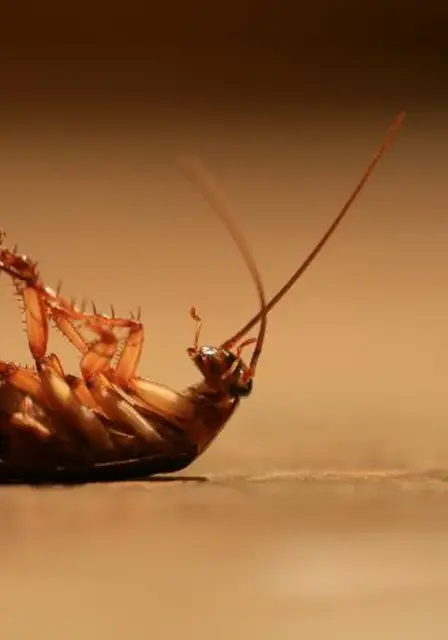 Cockroach Pest Control​ ​Services