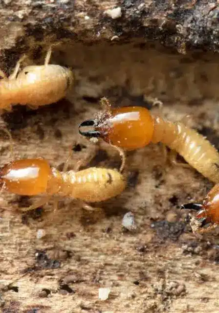 Termite Pest Control​ Services