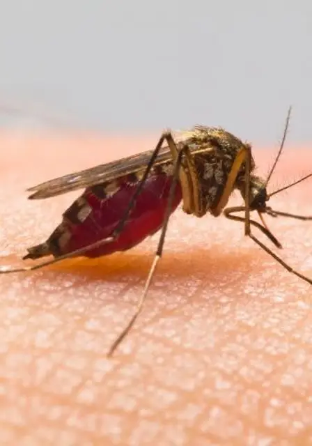 Mosquito Pest Control​​ Service