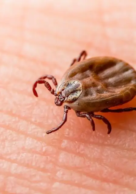 Ticks Pest Control​ Services